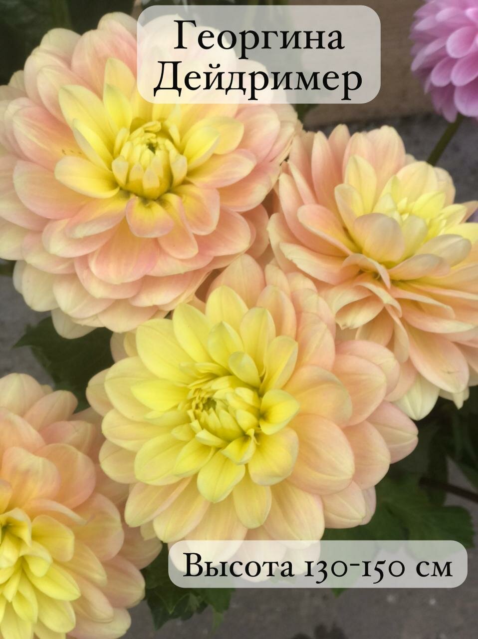 Георгины декоративные многолетние сорт Дейдример клубень