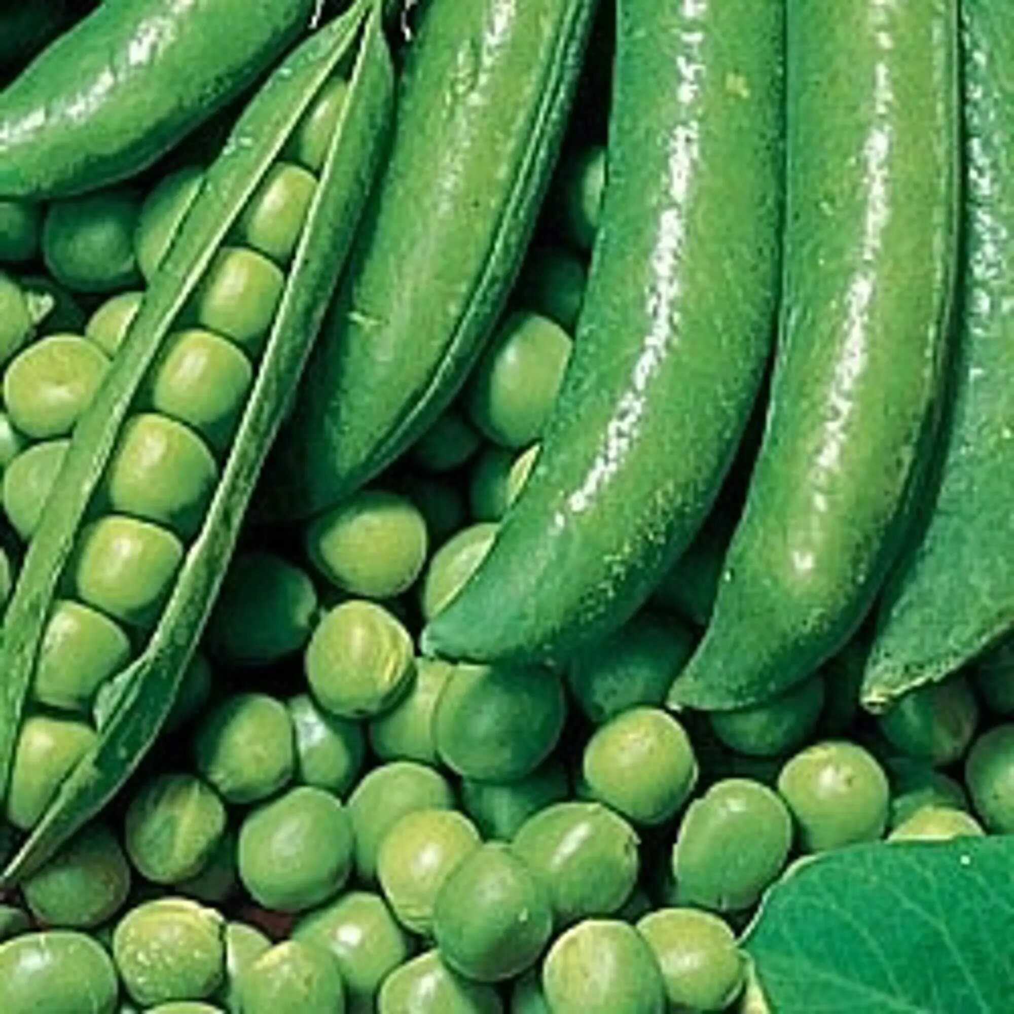 Семена Горох Динга Agroni  5г