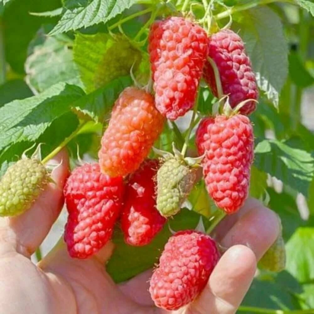 Малина крупноплодная Исполин / 1 шт, малины, красный, морозостойкий