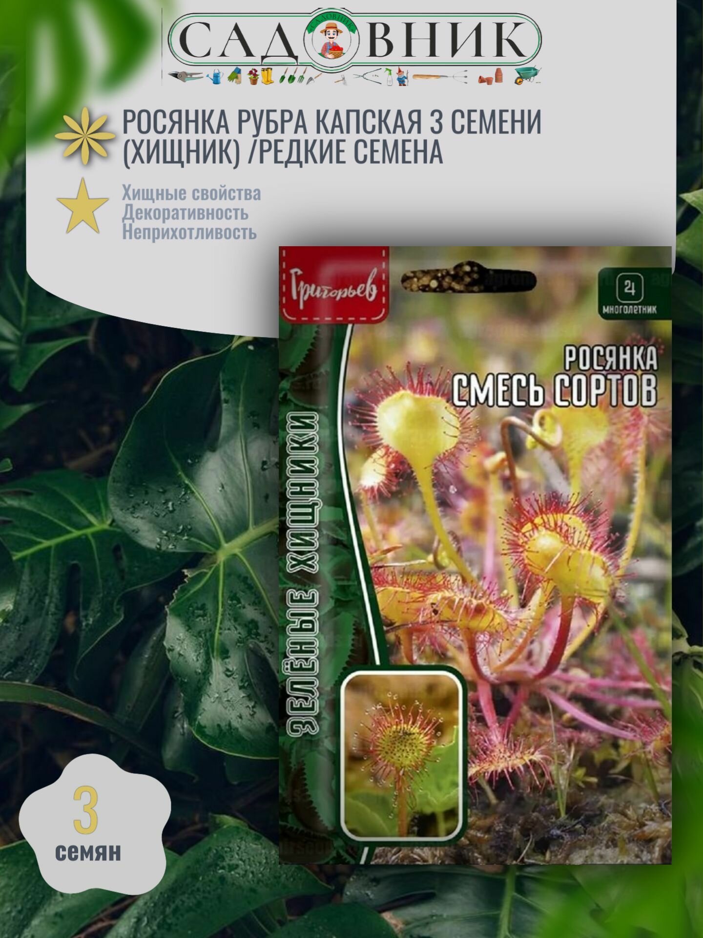 Росянка Рубра капская 3 семени (Хищник) /Редкие семена