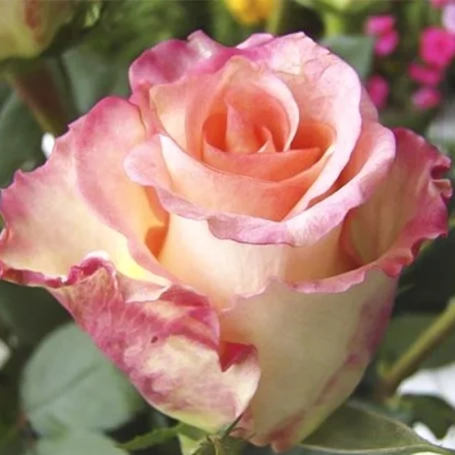 Роза чайно-гибридная Дуэт (Duet) / 2 шт непрерывноцветущий сорт