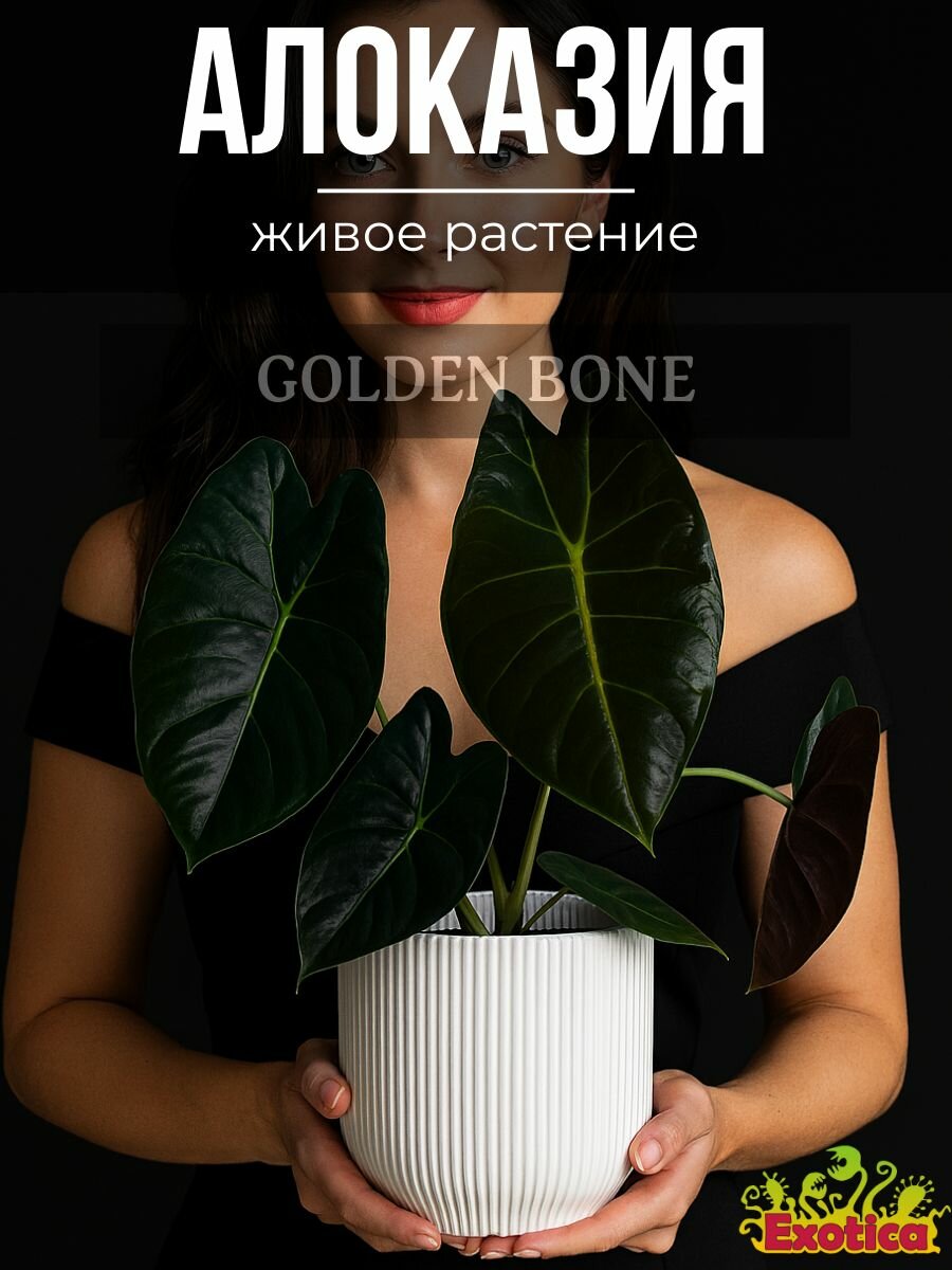 Алоказия Голден Бонни (Alocasia Golden Bone) D6см, домашний цветок