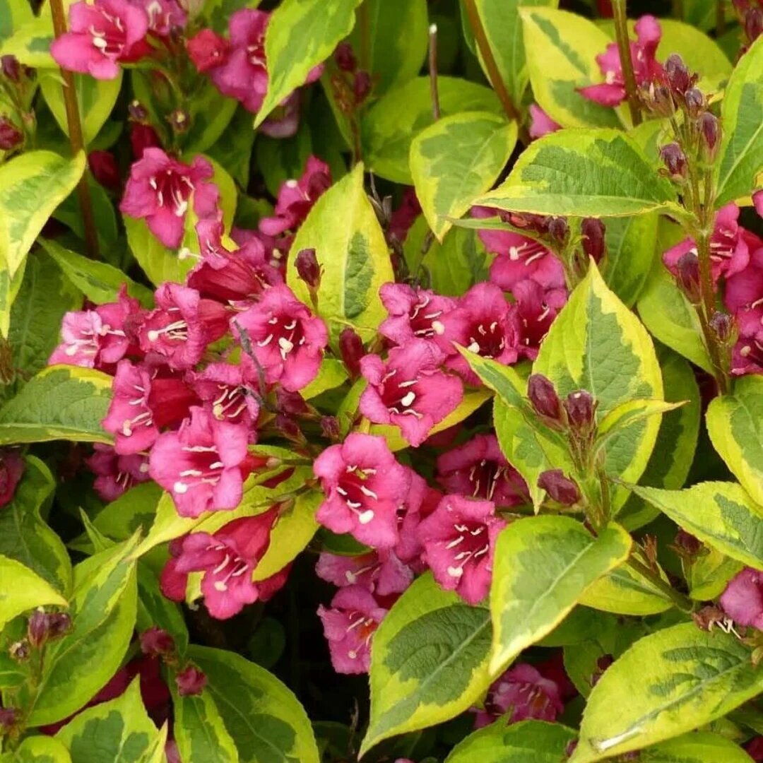 Вейгела цветущая Бригела PBR (Weigela florida Brigella) / 1 шт