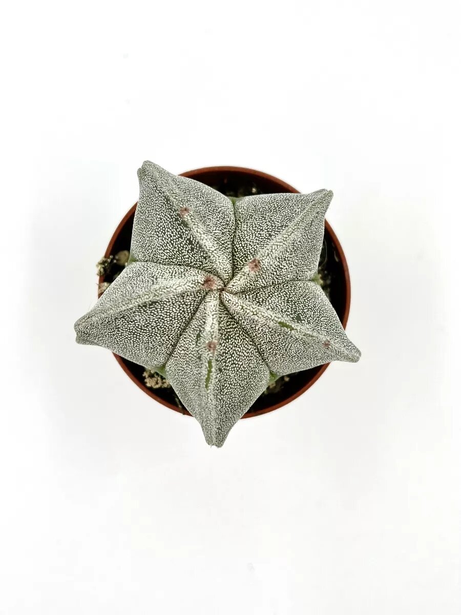 Астрофитум Мириостигма (Astrophytum Myriostigma) Д-5