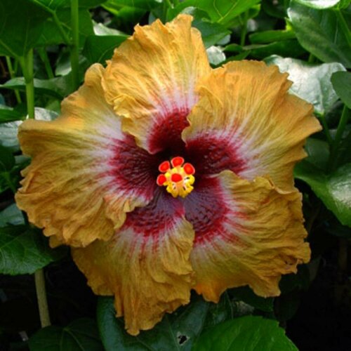 Семена Гибискус комнатный Мэджик Миссион 5 шт. 1 упаковка