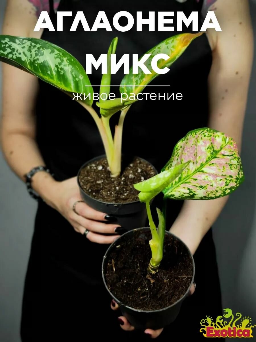 Аглаонема Микс уцен (Aglaonema Mix) D12см