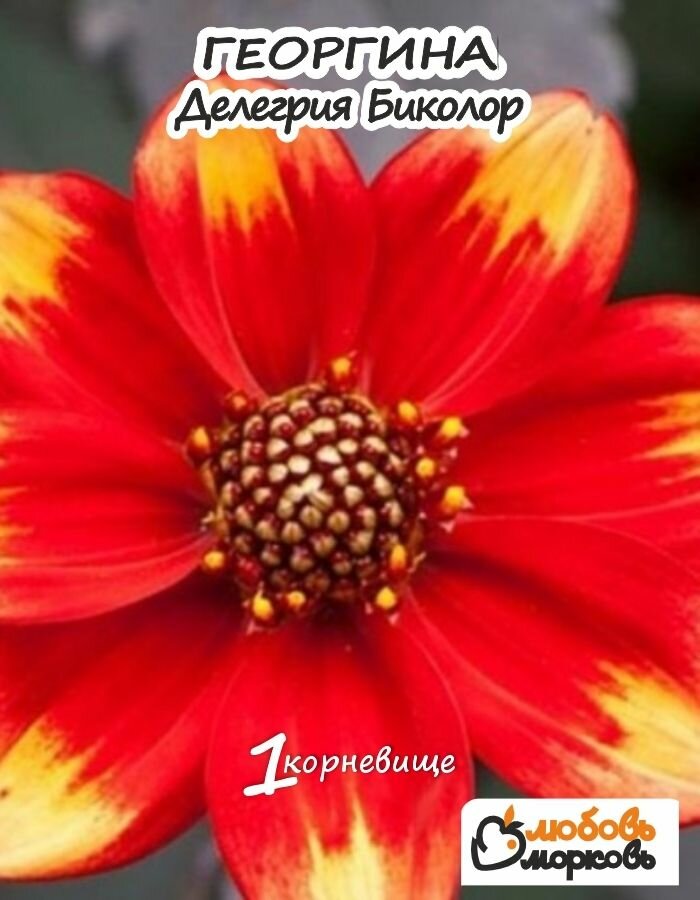 Георгина Корневище Делегрия Биколор 1 шт
