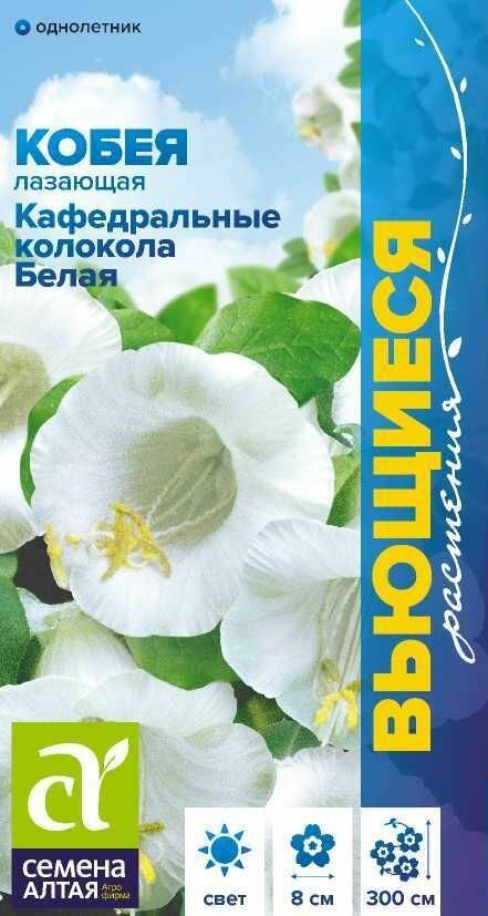 Кобея Кафедральные Колокола белая лазающая 5 семян / СемАлт