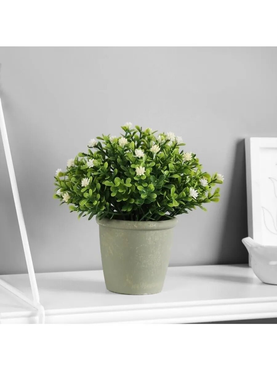 Бонсай в горшке 