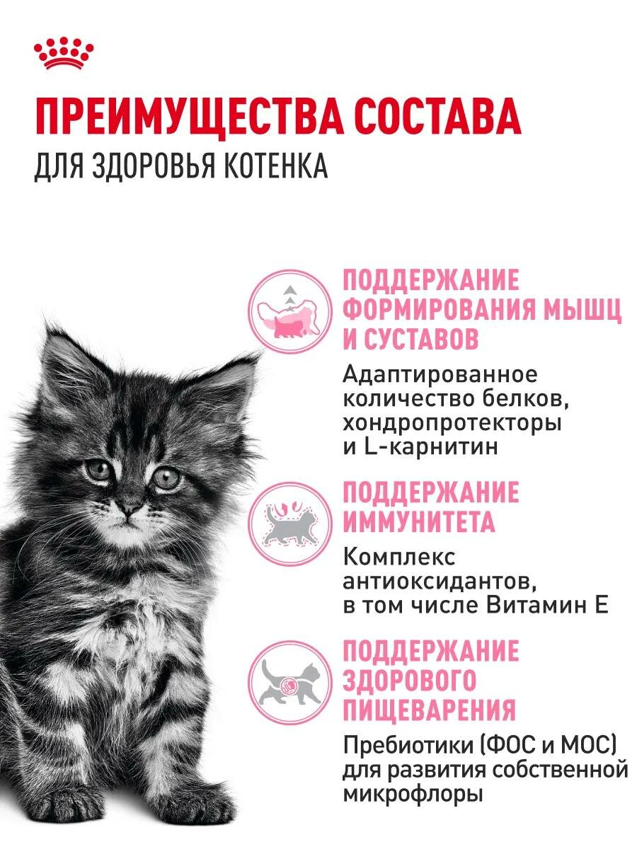 Сухой корм для котят Royal Canin Мейн-кун, профилактика зубного камня 2 кг — фото 1