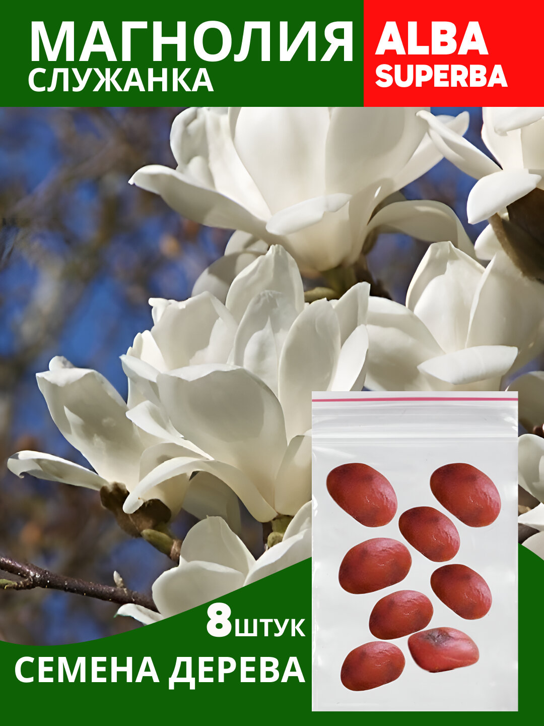 Магнолия Суланжа – листопадное дерево с гладкой корой, Магнолия гибридная