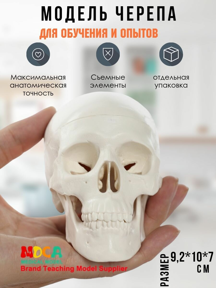Череп человека...