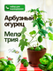 мелотрия