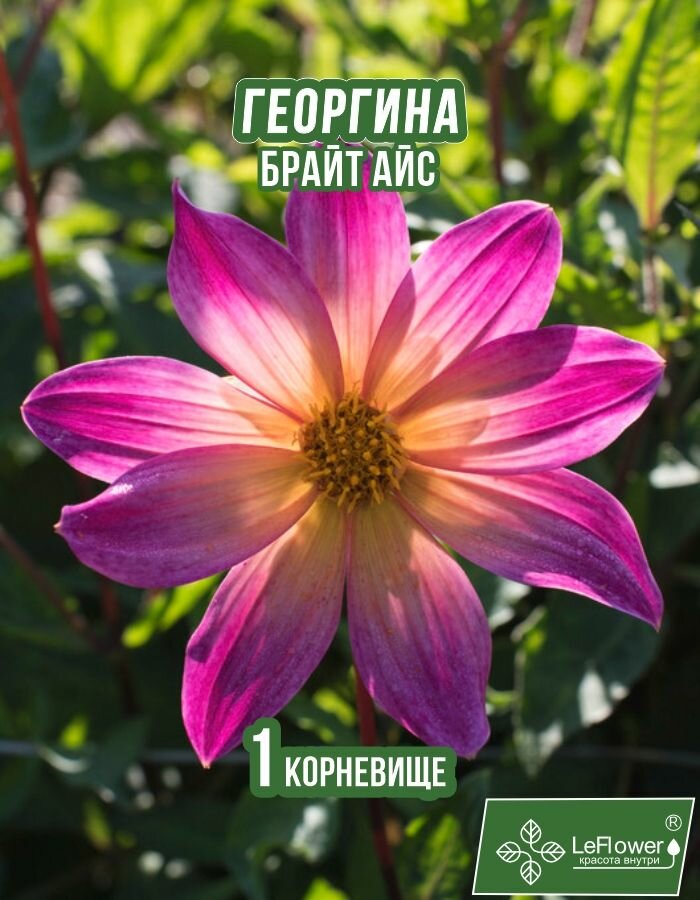 Георгина Корневище, Брайт Айс, 1 шт