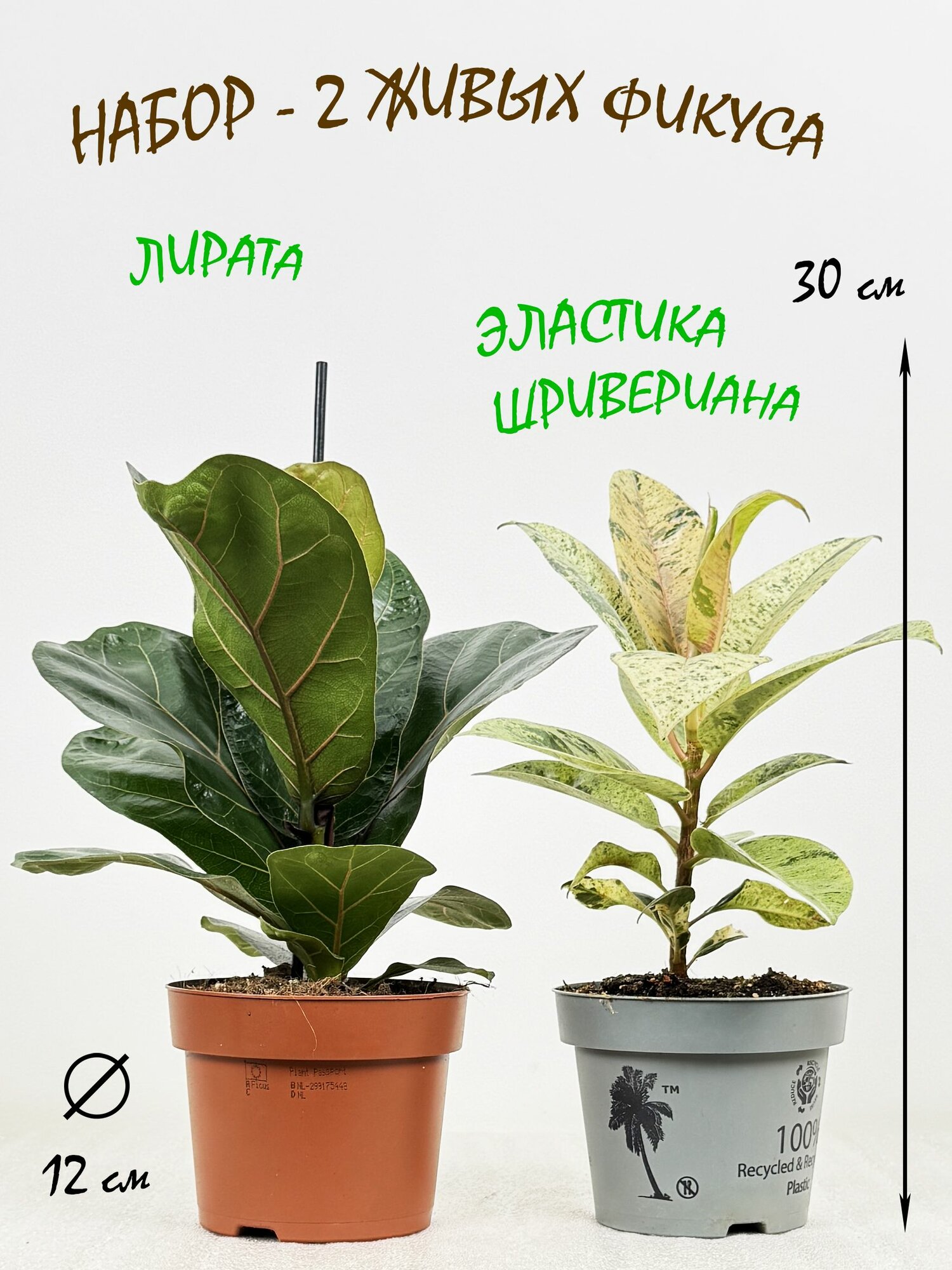 Набор - 2 фикуса: Лирата и Эластика Шривериана, высота 30см