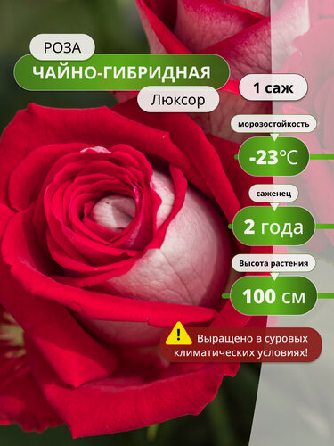Изображение товара Роза чайно-гибридная Люксор (Luxor) / 1 шт, розы, ароматные, морозостойкие
