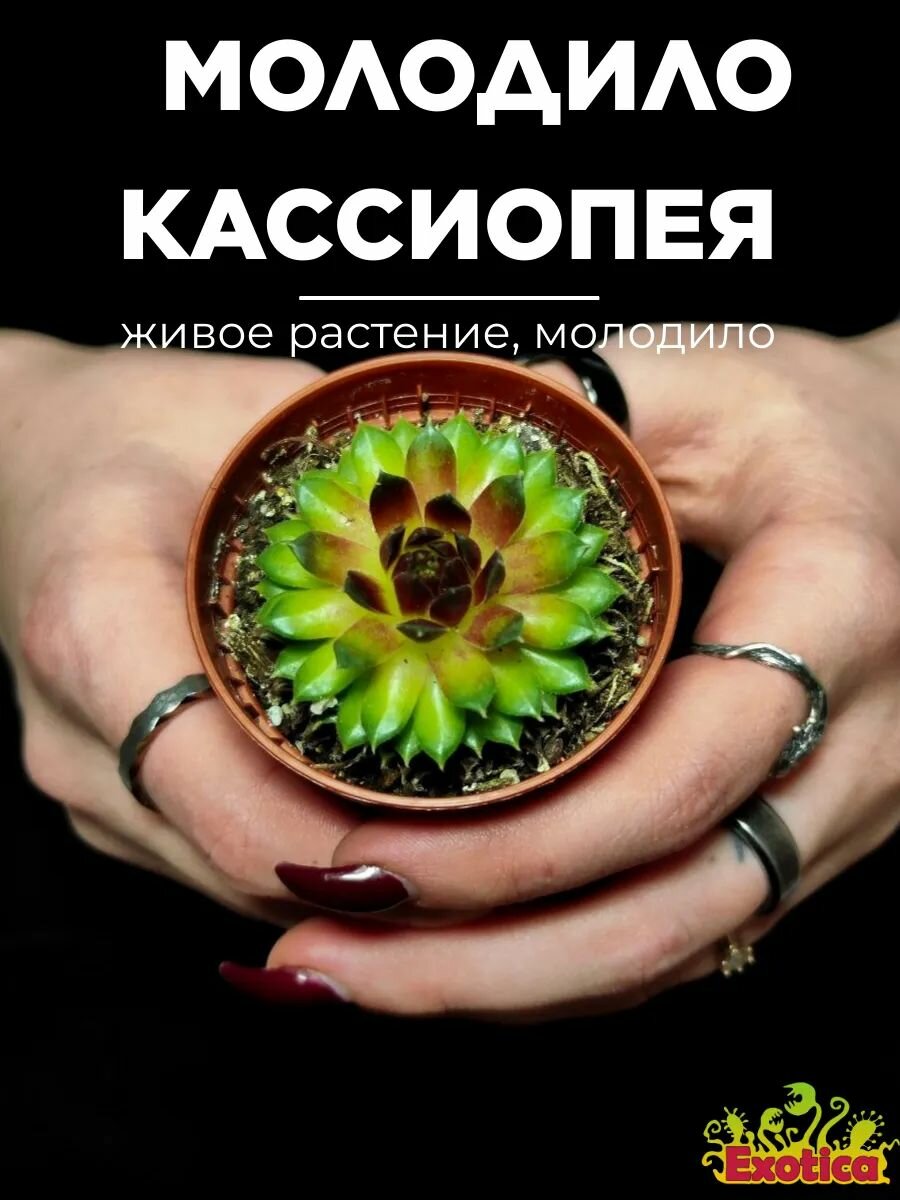 Молодило Кассиопея (Sempervivum Cassiopeia) D5см живое растение