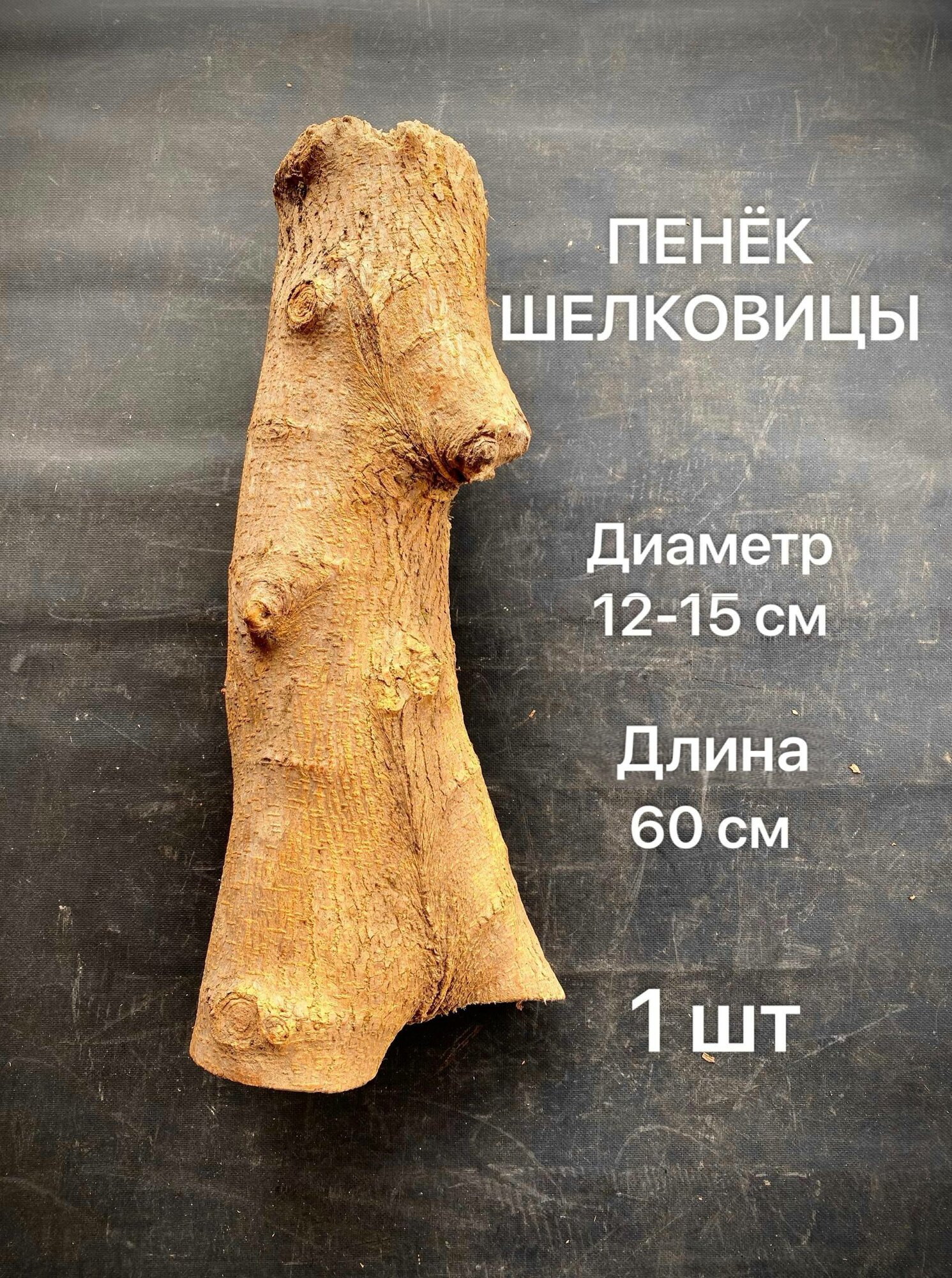 Пенёк Шелковицы, диаметр 12-15 см, длина 60 см, 1шт