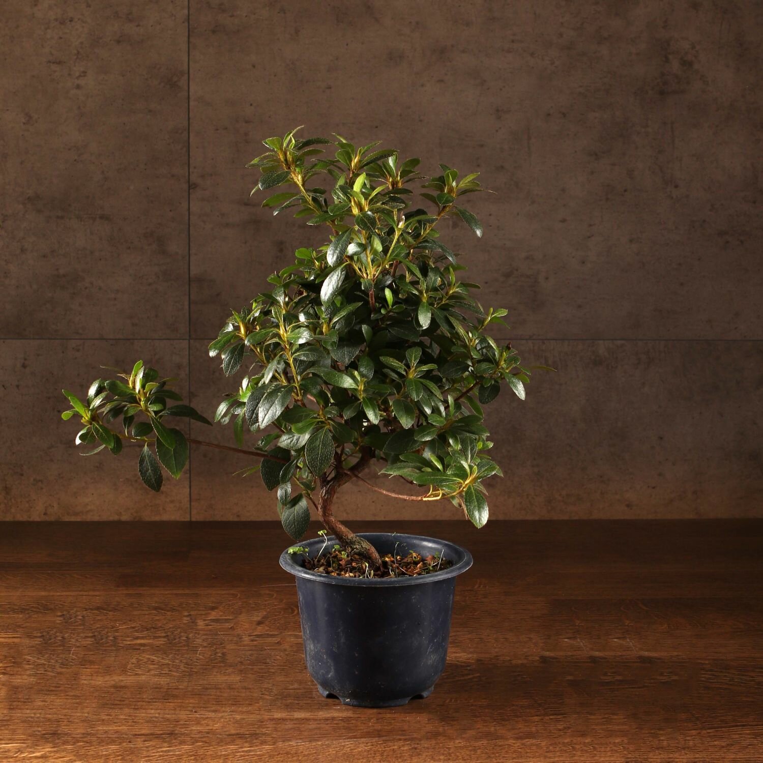 Бонсай Азалия Сацуки 35 см