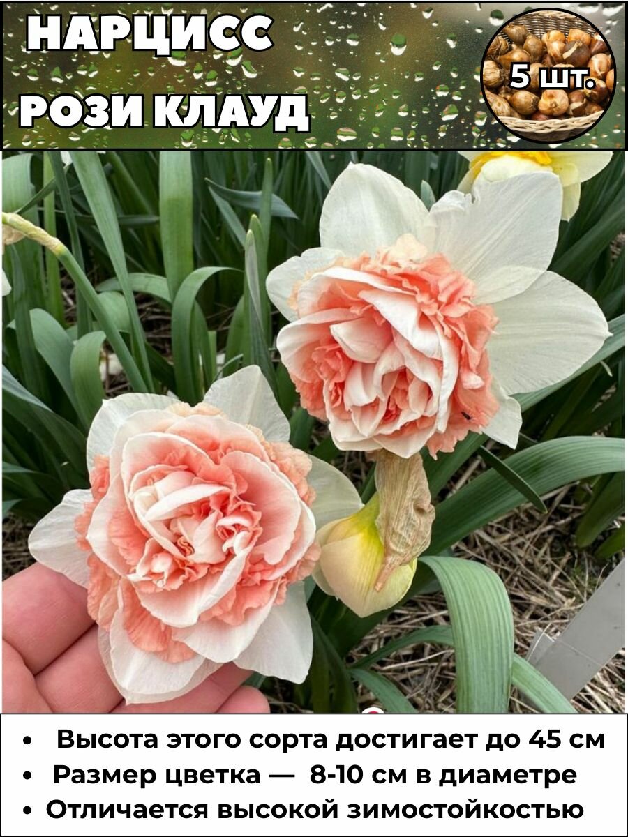 Нарцисс Рози Клауд луковицы 5 штук