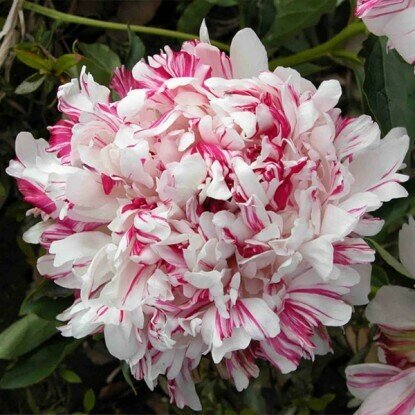 Пион молочноцветковый KIRINMARU 1шт