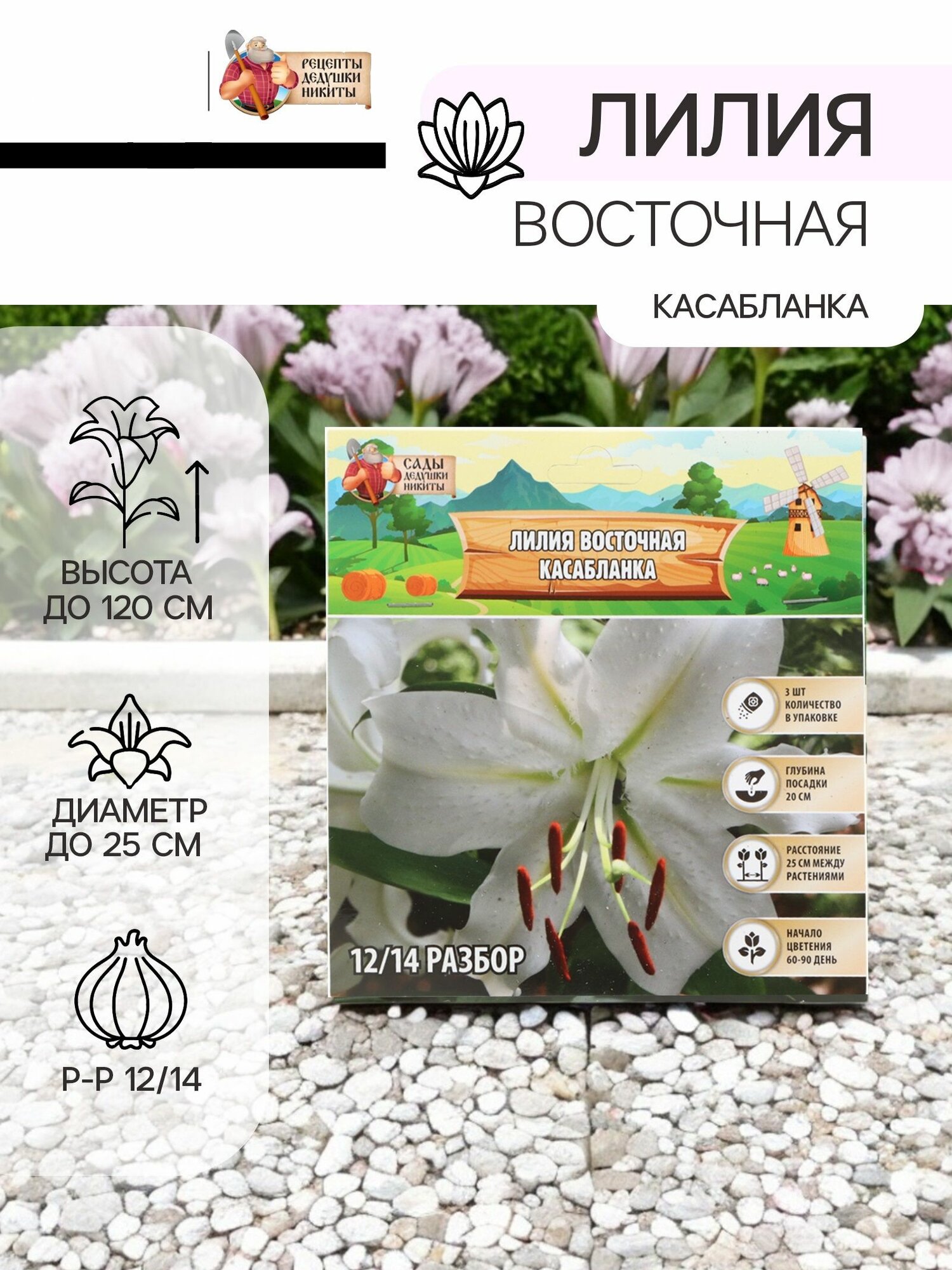 Лилия Восточная Касабланка луковица в пакете с перфорацией
