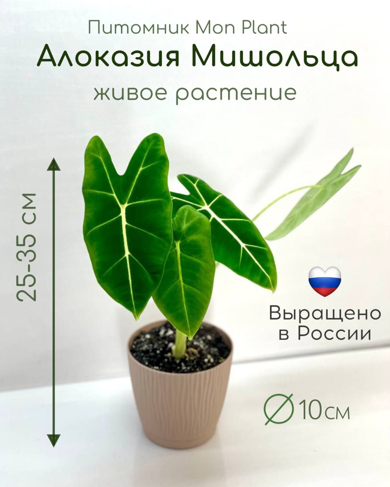 Алоказия Мишольца (Alocasia micholitziana) живое растение в горшке 10 см