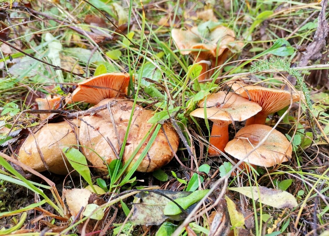 Мицелий гриба рыжик — фото 1