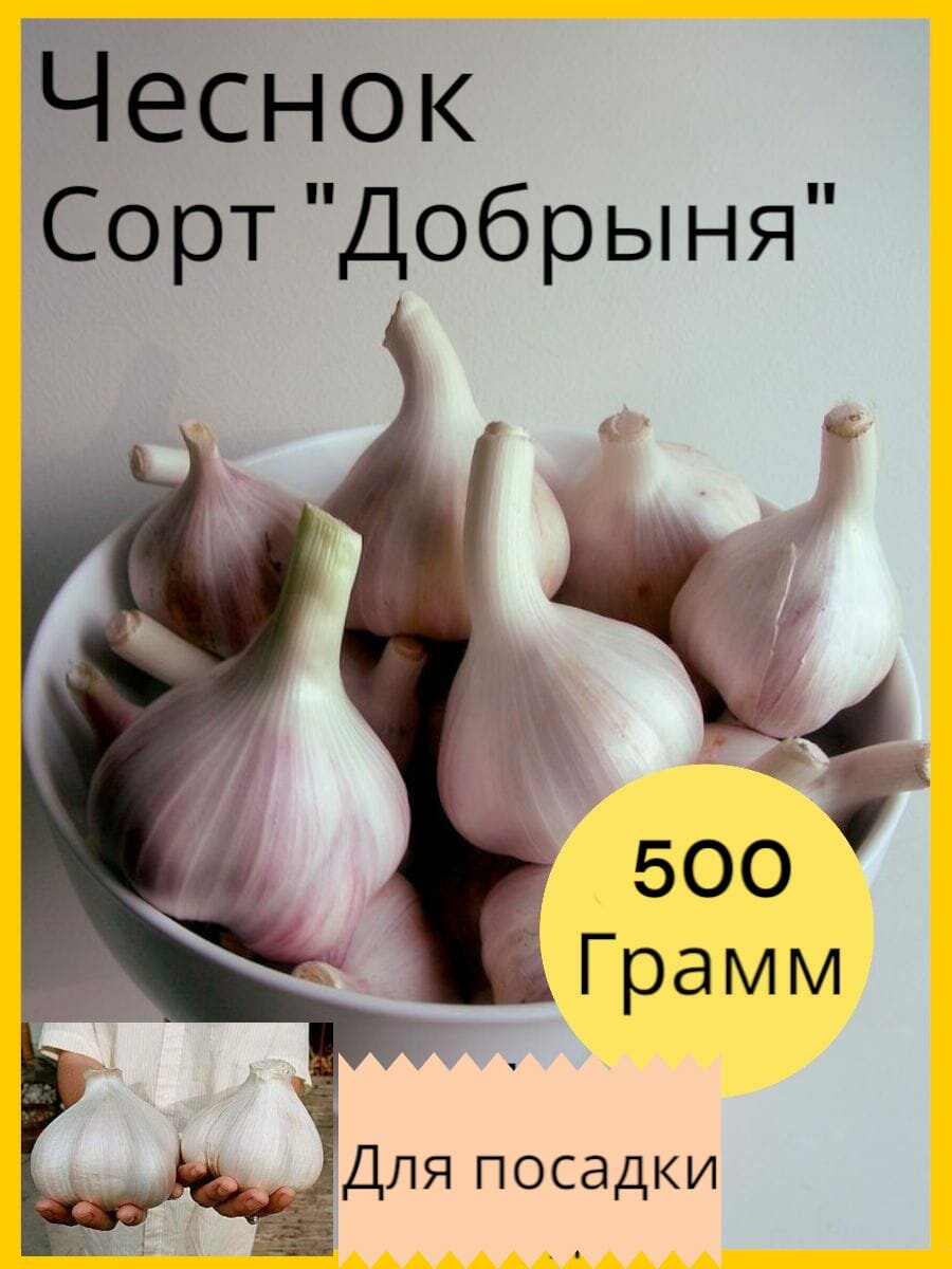 Чеснок на посадку озимый / Сорт отборный/ добрыня для посадки осенью 05кг