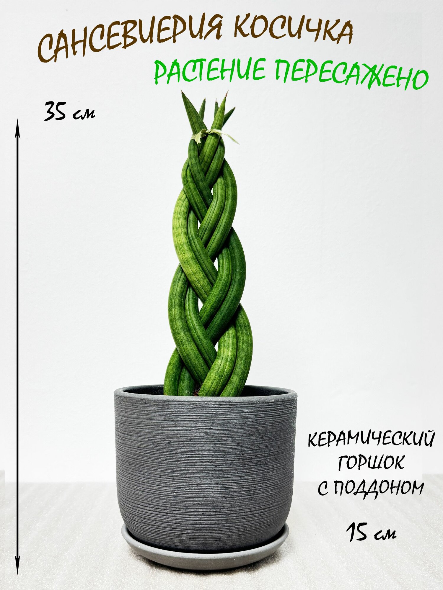 Сансевиерия Цилиндрика Косичка в сером керамическом горшке с поддоном, высота 35-40см