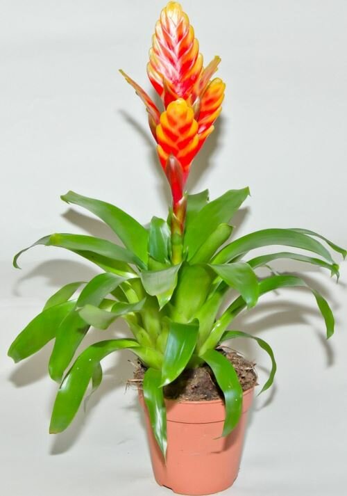 Вризея Carly красная - Vriesea Carly D9 H35