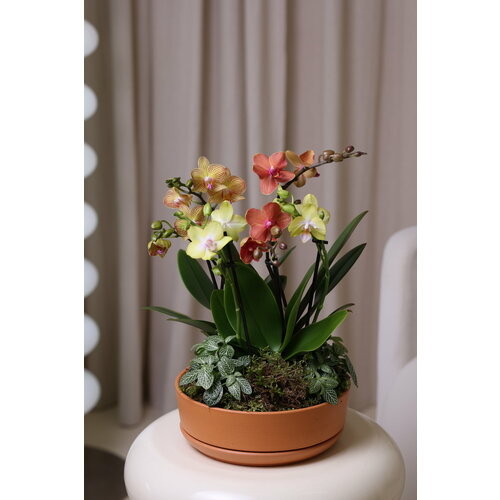 Композиция из комнатных растений: орхидеи и фиттонии в керамическом горшке d 22 см, h 40 см