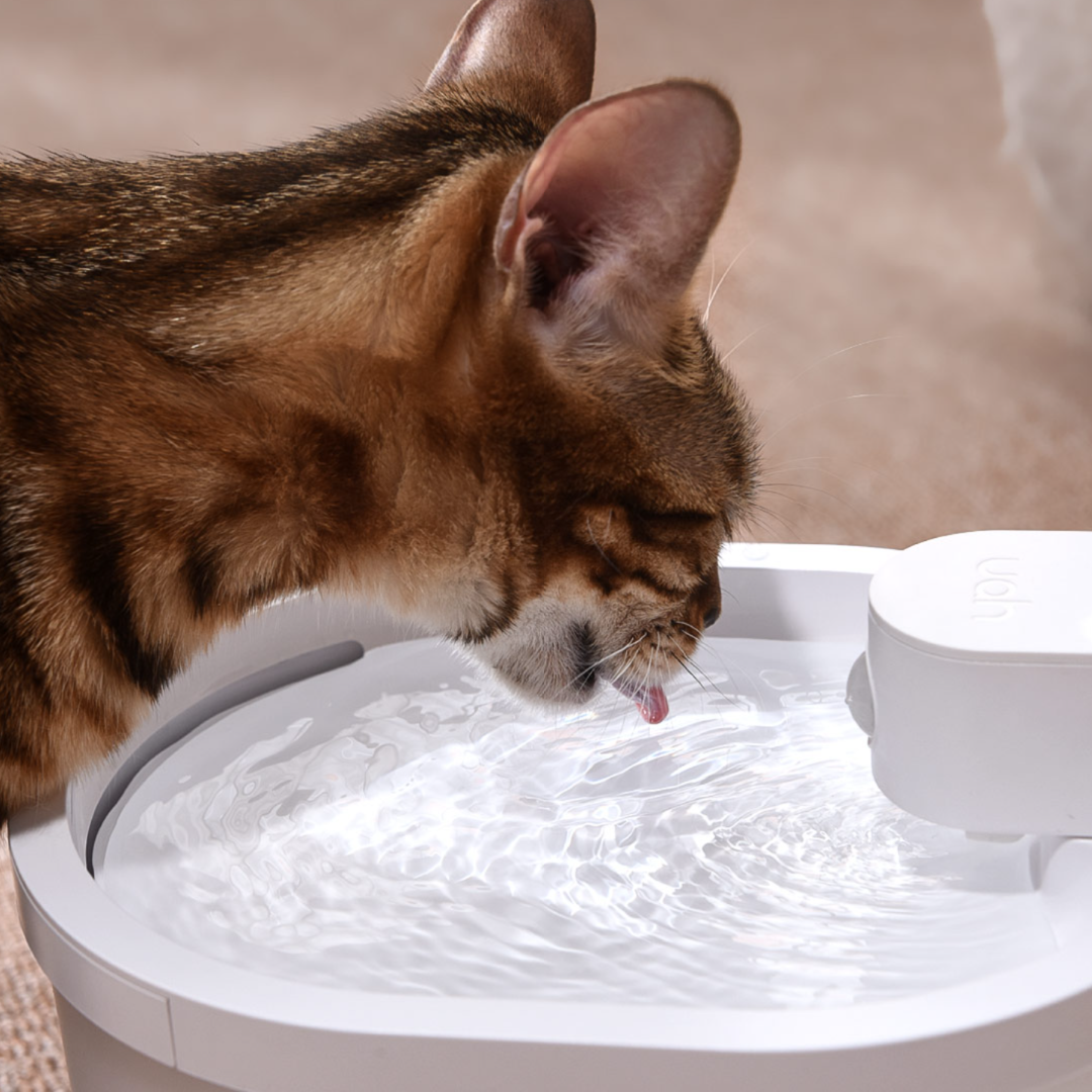 Картинки Автоматический диспенсер для домашних животных Xiaomi Uah Automatic Pet Dispenser (UYSY02)