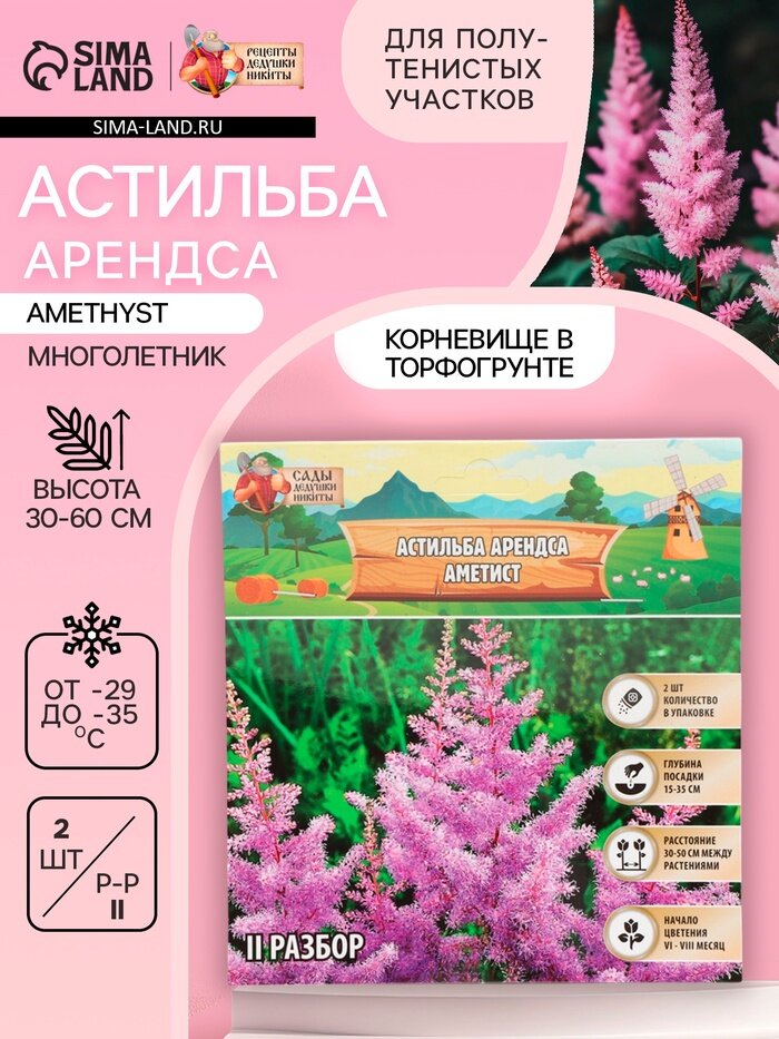 Астильба Арендса Amethyst многолетник корневище в торфогрунте р-р II 2 шт.