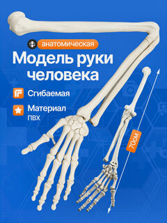 Изображение товара Анатомическая модель руки Corpo Manus, ПВХ, белая, сгибаемая, 70см