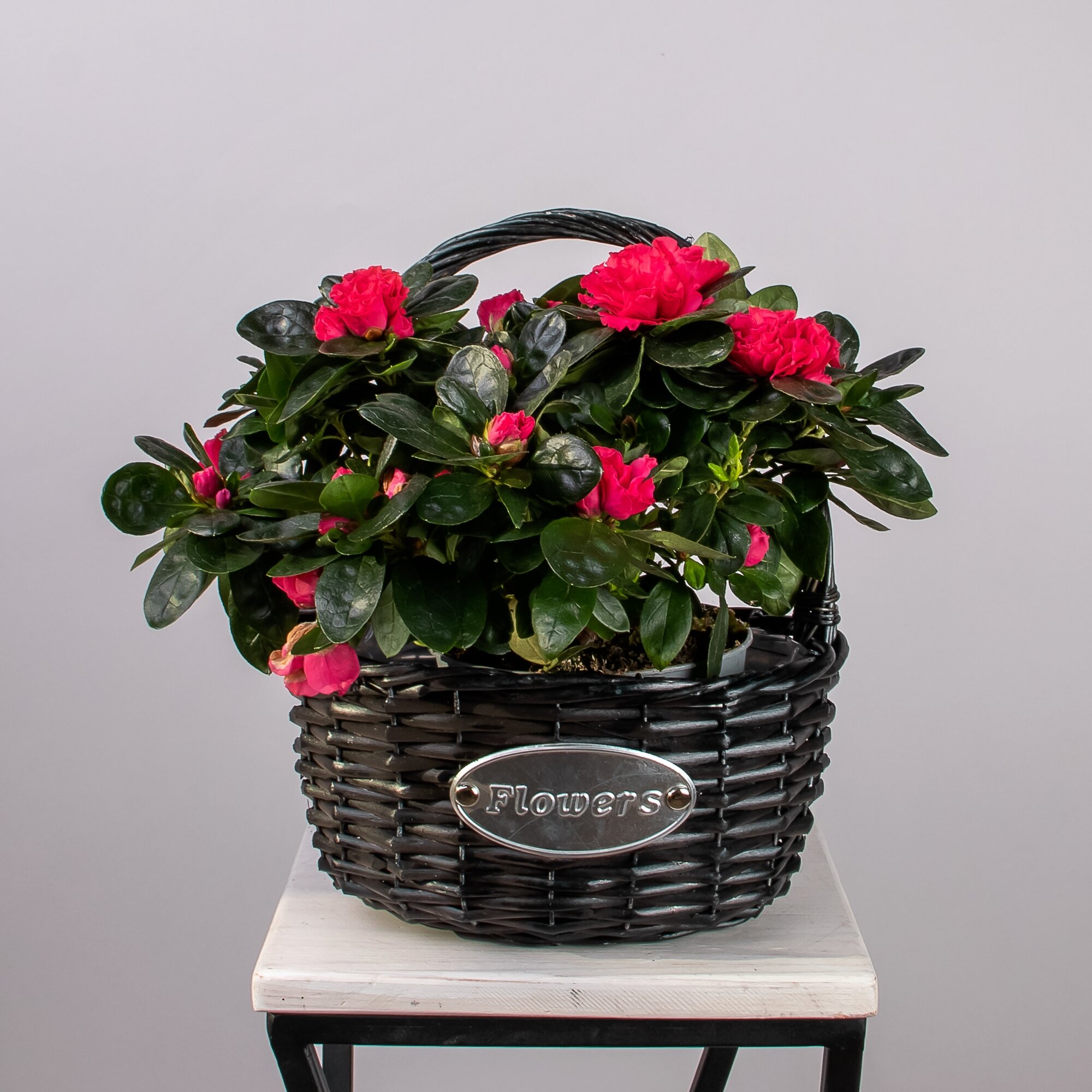 фото Азалия Красная в черной корзине (D-20, H-20)