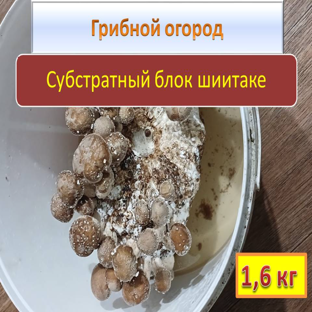 Субстратный блок для выгонки грибов. Шиитаке - деликатесный гриб вес блочка - 16 кг