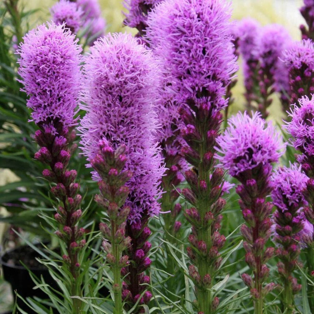 Клубни цветов , WOW FLOWERS , Лиатрис Спиката , фиолетовые , ( 5 штук )