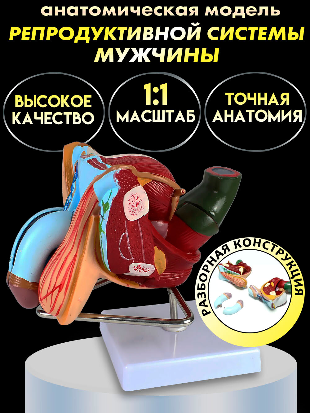 Анатомическая модель мужской репродуктивной системы в натуральную величину на подставке, 4 части
