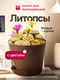 Литопсы