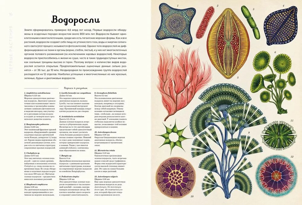 Ботаникум — фото 1