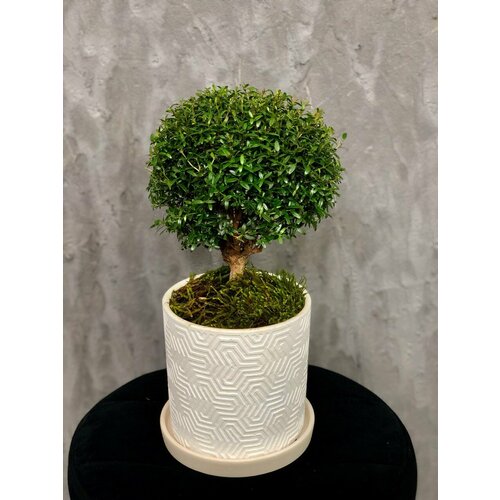 Комнатное растение дерево Мирт d 15 см, h 35 см от бренда Margo plants