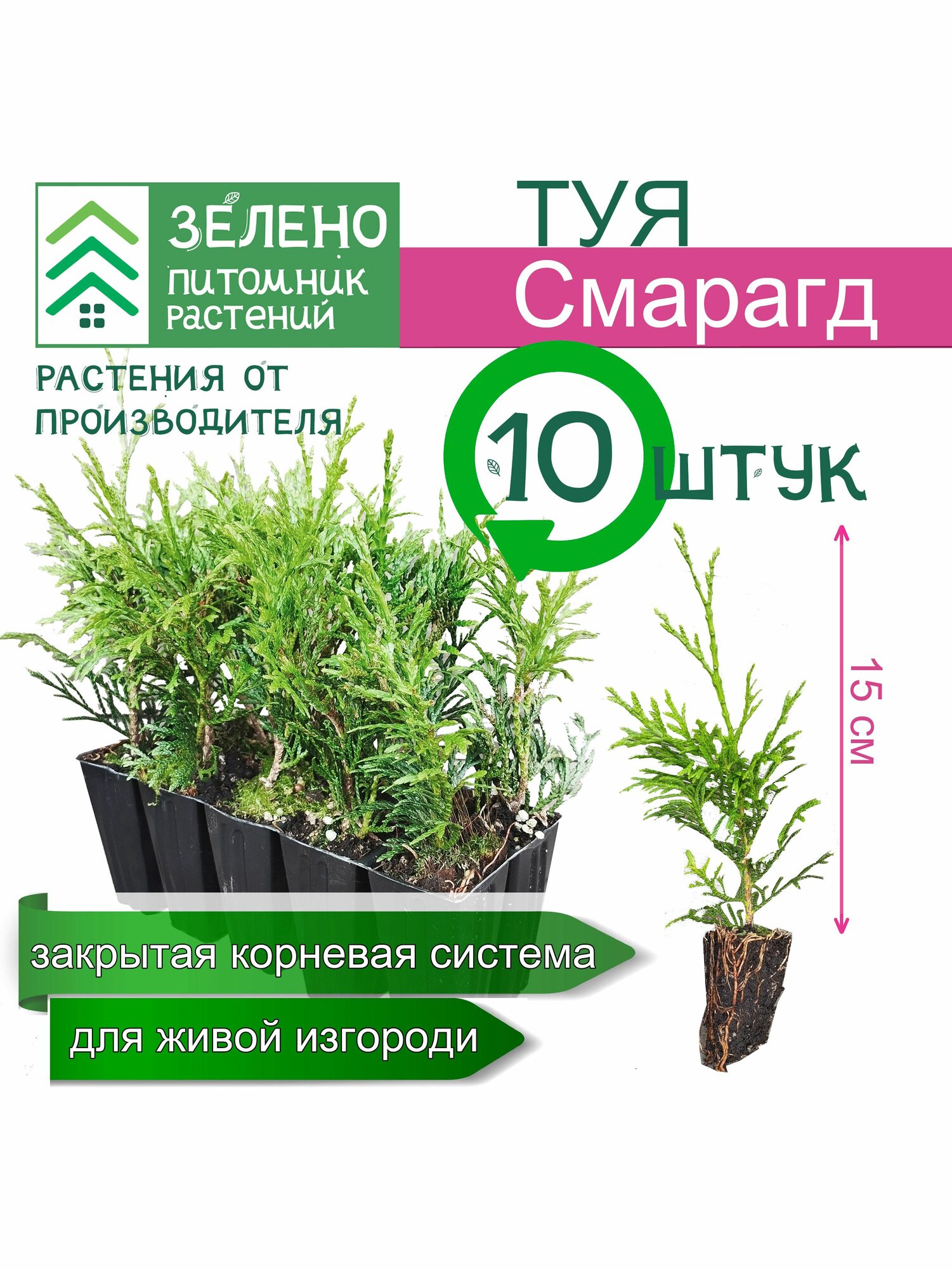 Туя Смарагд 15см, 10 саженцев набор