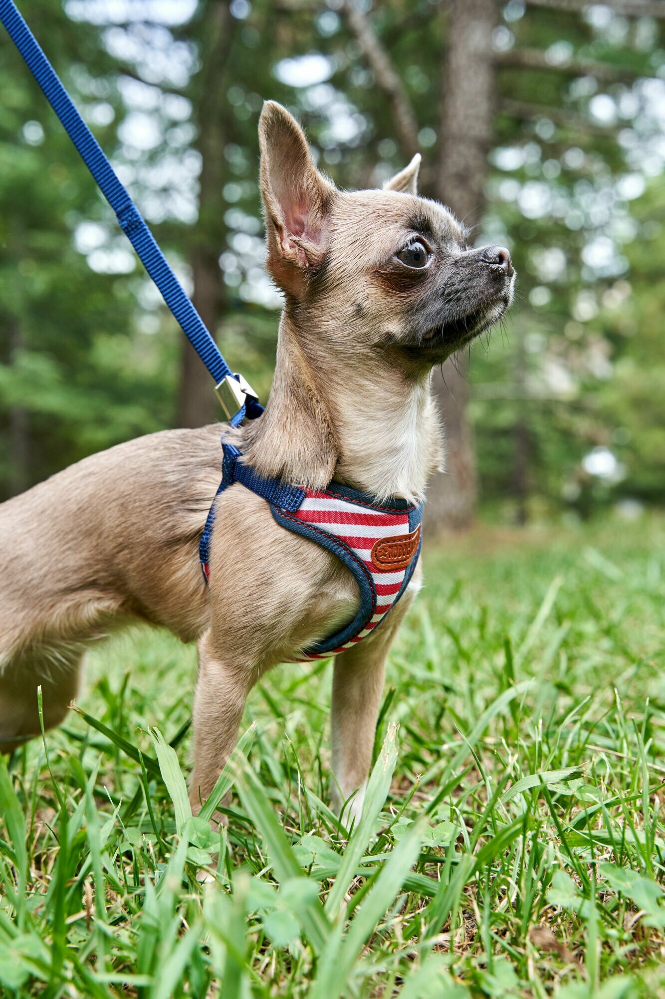 Набор шлейка + поводок Japan Premium Pet Английский стиляга с силиконовой защитой и двойным креплением, размер SSS (цвет: красный)