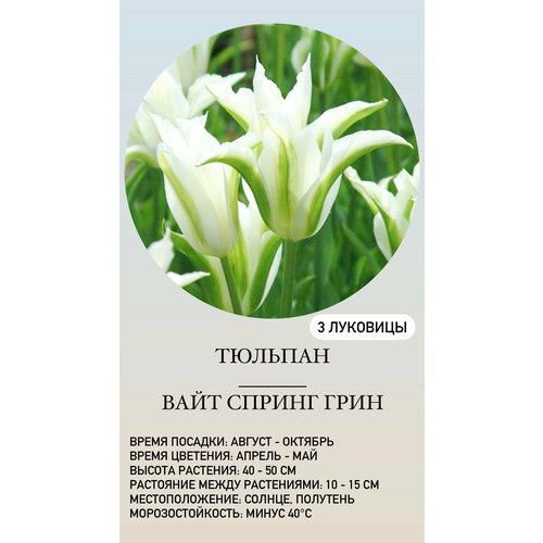 Тюльпан луковицы многолетних цветов