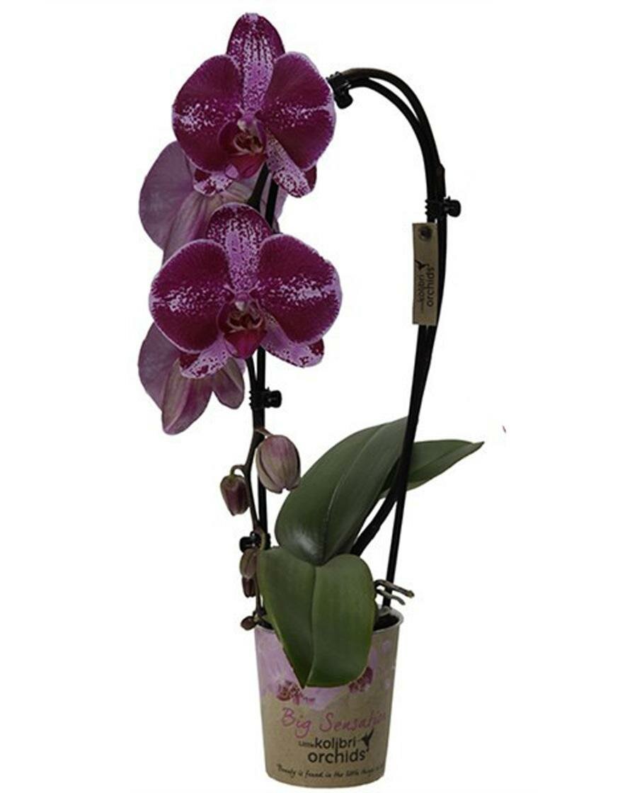 Каскадный фаленопсис - Phalaenopsis Cascade Taiwan Diamond ‘Rainbow’ D12 H40
