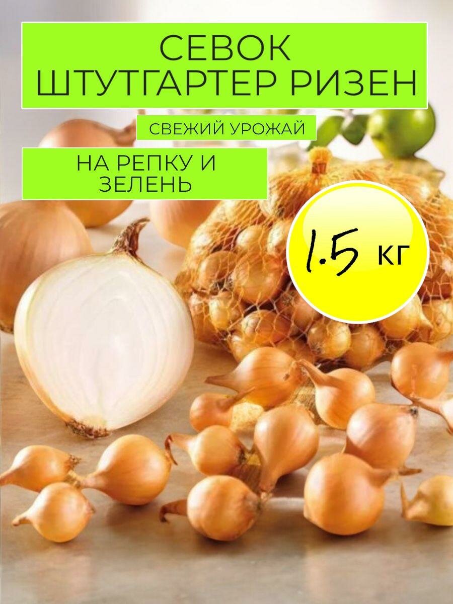 Шутгартер Ризен для посадки весной 1,5 кг