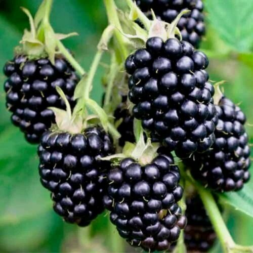 Изображение товара Ежевика "Гигант" / 1 шт, морозостойкий, высокоурожайный сорт