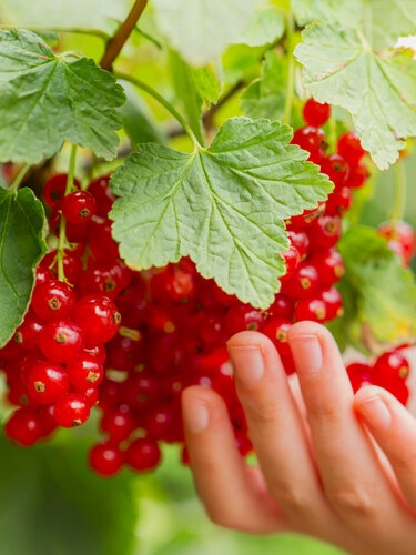 Изображение товара Смородина красная Голландская 1 шт, многолетняя, морозостойкая