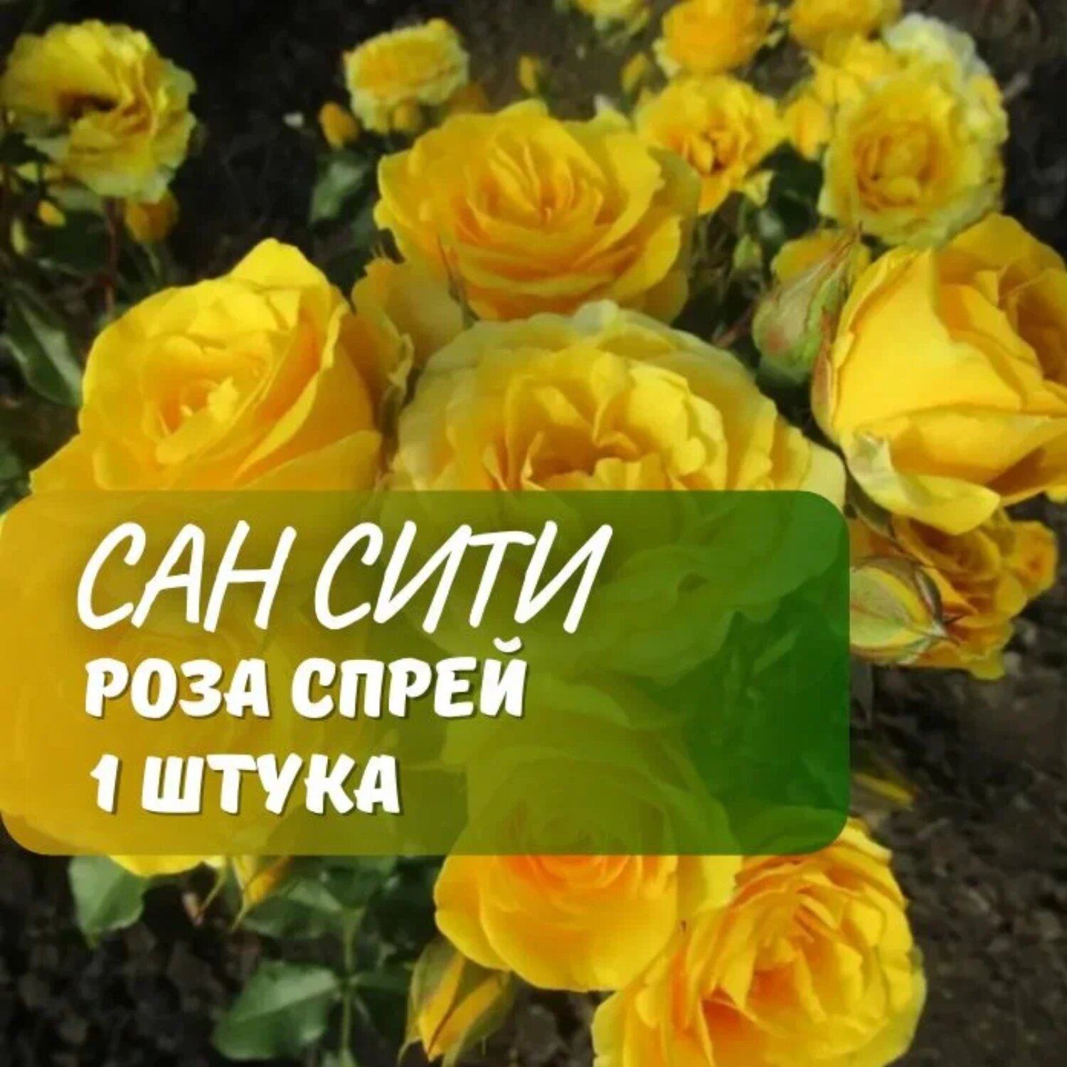 Роза спрей Сан Сити жёлтый цвет многолетняя высота 30-50см